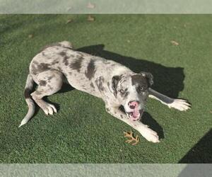 Catahoula Leopard Dog-Unknown Mix Dogs for adoption in Rockwall, TX, USA