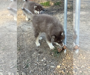 Alaskan Malamute Puppy for sale in CALHOUN, GA, USA