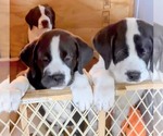 Small #6 Cane Corso-Saint Bernard Mix