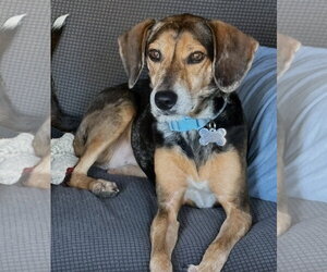 American Foxhound-Beagle Mix Dogs for adoption in Dunnellon, FL, USA