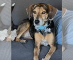 Small American Foxhound-Beagle Mix