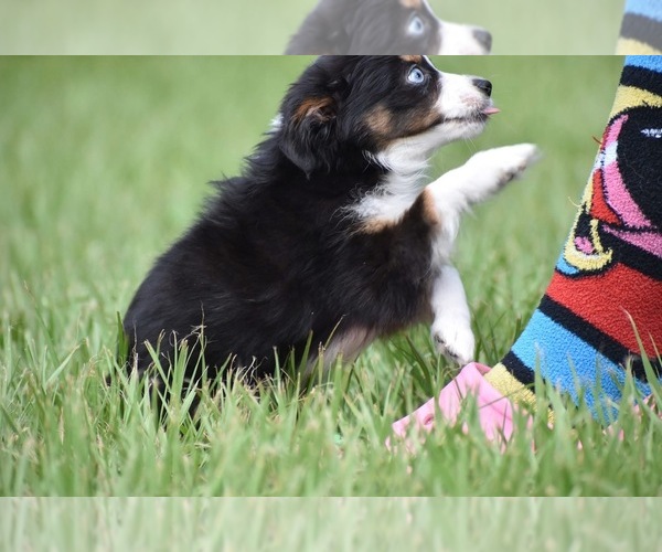 Medium Photo #5 Miniature Australian Shepherd Puppy For Sale in PALM COAST, FL, USA