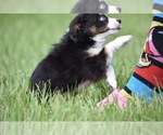 Small #4 Miniature Australian Shepherd