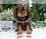 Small #2 Cavalier King Charles Spaniel