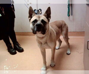 German Shepherd Dog-Unknown Mix Dogs for adoption in Martinez, CA, USA