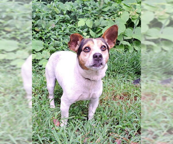 Medium Photo #1 Beagle-Unknown Mix Puppy For Sale in Clarkesville, GA, USA