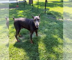 Small #20 Doberman Pinscher