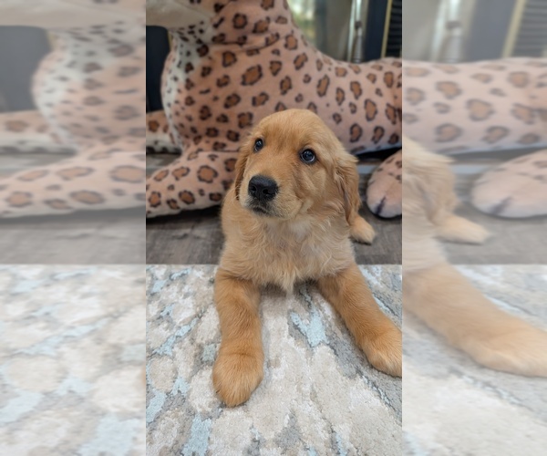 Medium Photo #4 Golden Retriever Puppy For Sale in SACRAMENTO, CA, USA