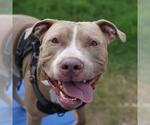 CHAMP - Male American Staffordshire Terrier-Unknown Mix Dog for Adoption - Small photo