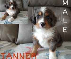 Aussiedoodle Miniature -Miniature Bernedoodle Mix Puppy for sale in LITTLE RIVER, SC, USA