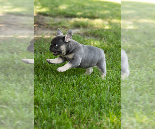 Medium Photo #2 French Bulldog Puppy For Sale in NAPPANEE, IN, USA