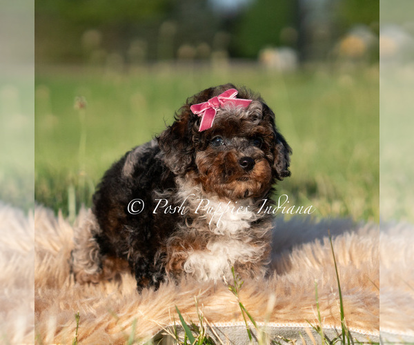 Medium Photo #4 Poodle (Miniature) Puppy For Sale in WARSAW, IN, USA