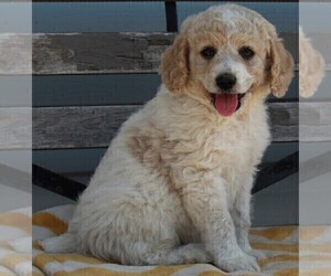 Poodle (Standard) Puppy for sale in FREDERICKSBURG, OH, USA