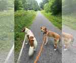 Small #4 Whippet Mix