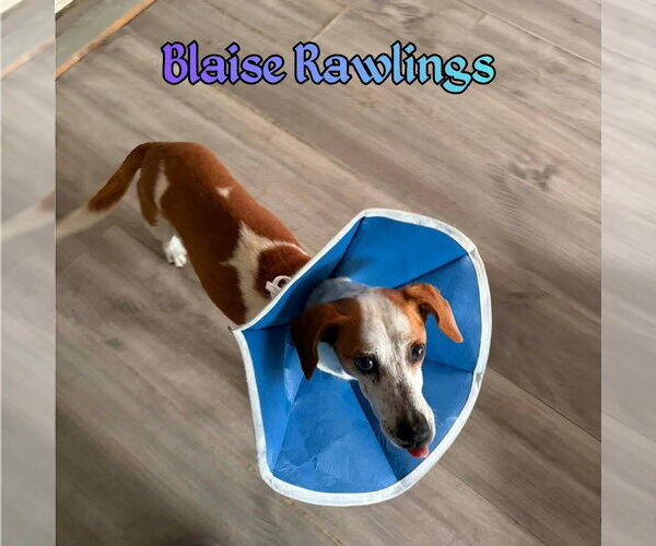 Medium Photo #7 Doxle Puppy For Sale in San Antonio, TX, USA