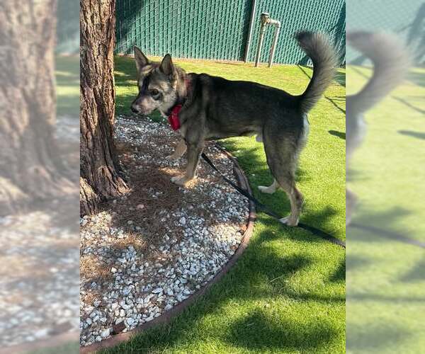 Medium Photo #1 German Shepherd Dog-Unknown Mix Puppy For Sale in San Bernardino, CA, USA