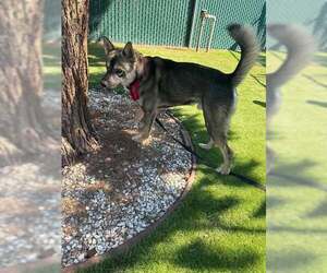 German Shepherd Dog-Unknown Mix Dogs for adoption in San Bernardino, CA, USA