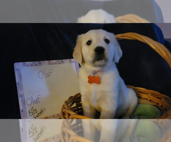 Medium Photo #25 Golden Retriever Puppy For Sale in VOORHEES, NJ, USA