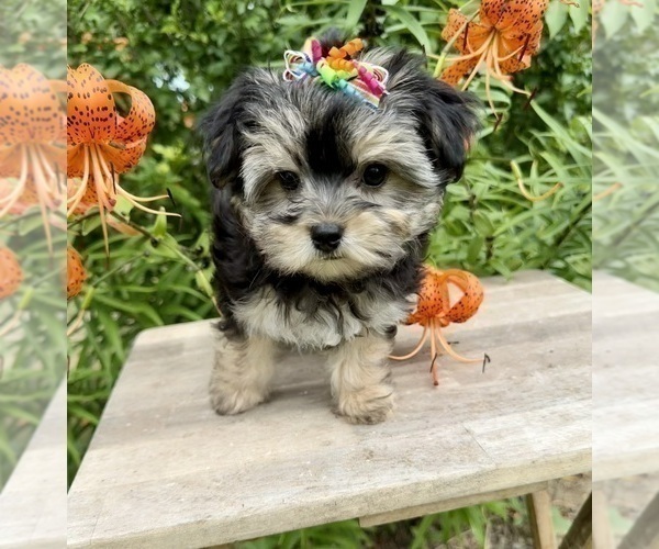 Medium Photo #4 Morkie Puppy For Sale in CASSVILLE, MO, USA