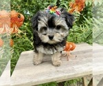 Small #3 Morkie