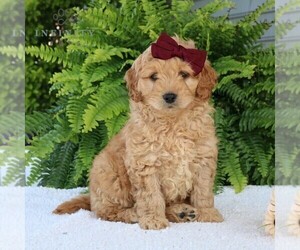 Goldendoodle (Miniature) Puppy for sale in EPHRATA, PA, USA