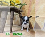 Puppy Barbie Chihuahua