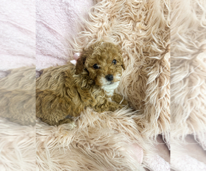 Goldendoodle (Miniature) Puppy for Sale in CROWN CITY, Ohio USA