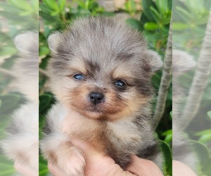 Miniature Spitz Puppy for sale in HOMESTEAD, FL, USA