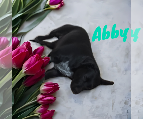 Medium Photo #9 American Pit Bull Terrier-American Staffordshire Terrier Mix Puppy For Sale in Orange Grove, TX, USA