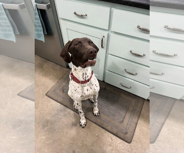 Medium Photo #2 German Shorthaired Pointer Puppy For Sale in Fort Worth, TX, USA