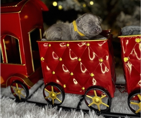 Medium Photo #1 French Bulldog Puppy For Sale in SPRINGFIELD, MO, USA