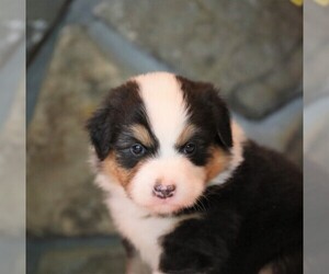 Australian Shepherd Puppy for sale in WESTFIELD, MA, USA