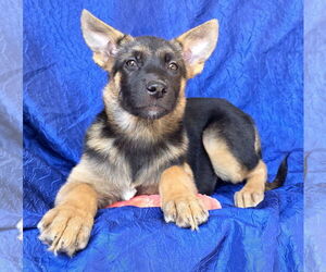 Australian Shepherd-Unknown Mix Dogs for adoption in Cuba, NY, USA