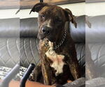 Small #3 Boxer Mix