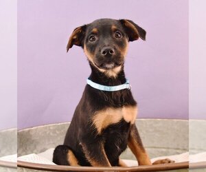 Miniature Pinscher-Unknown Mix Dogs for adoption in Sheridan, CO, USA