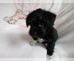 Small Photo #2 Poodle (Toy)-Schnauzer (Miniature) Mix Puppy For Sale in LAUREL, MS, USA