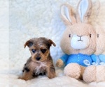 Small #4 Yorkshire Terrier