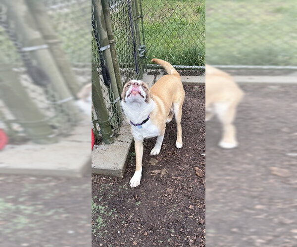 Medium Photo #1 Australian Shepherd-Saint Bernard Mix Puppy For Sale in Waterford, VA, USA