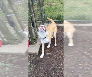 Australian Shepherd-Saint Bernard Mix Dogs for adoption in Waterford, VA, USA
