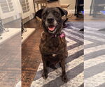 Small #2 Labrador Retriever Mix