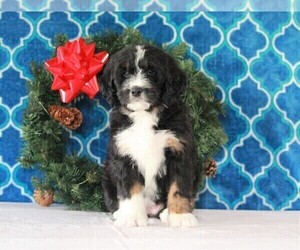 Bernedoodle Puppy for sale in APPLE CREEK, OH, USA