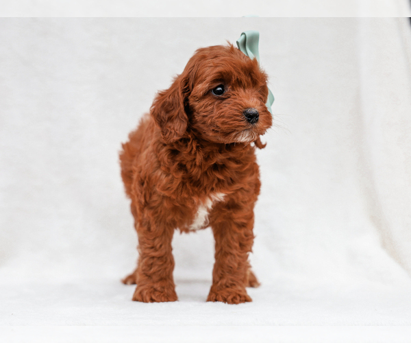 Medium Photo #4 Cavapoo-Poodle (Toy) Mix Puppy For Sale in LIBERTY, KY, USA