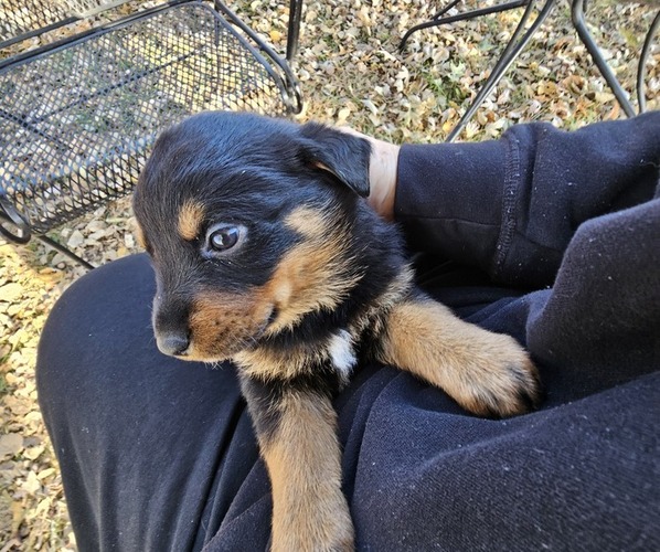 Medium Photo #1 Rottweiler Puppy For Sale in WAVERLY, MO, USA