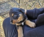 Small Rottweiler