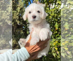 Mutt Dogs for adoption in Corona, CA, USA