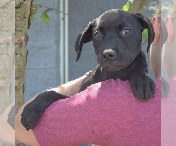 Medium Photo #5 American Staffordshire Terrier-Unknown Mix Puppy For Sale in Huntley, IL, USA