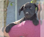 Small #4 American Staffordshire Terrier Mix