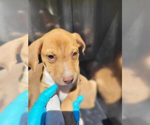 American Staffordshire Terrier-Unknown Mix Dogs for adoption in San Antonio, TX, USA