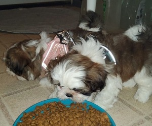 Shih Tzu Puppy for Sale in SAINT CHARLES, Missouri USA