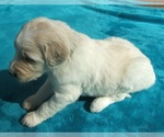 Small Photo #11 Goldendoodle Puppy For Sale in KERNERSVILLE, NC, USA